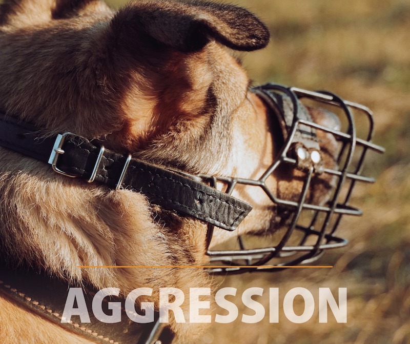 Aggression - Verhaltensberater Problemhunde - LakeDog Akademie
