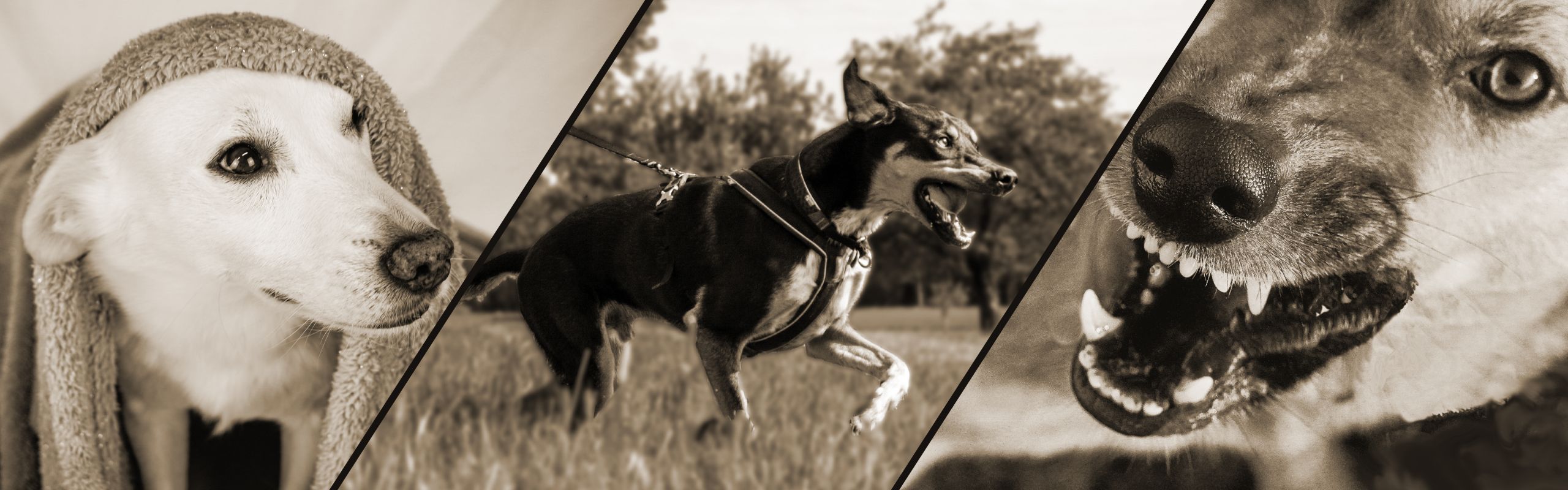Verhaltensberater für Problemehunde - LakeDog Akademie Weiterbildung