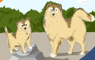 Ab wann gelten Hunde als erwachsen 1 - LakeDog Newstrail