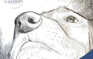 wunderbare Hundenase - LakeDog Newstrail